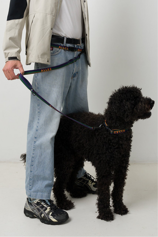 Person holding an Allez sport dog leash in green, purple and orange with a black dog on a plain background