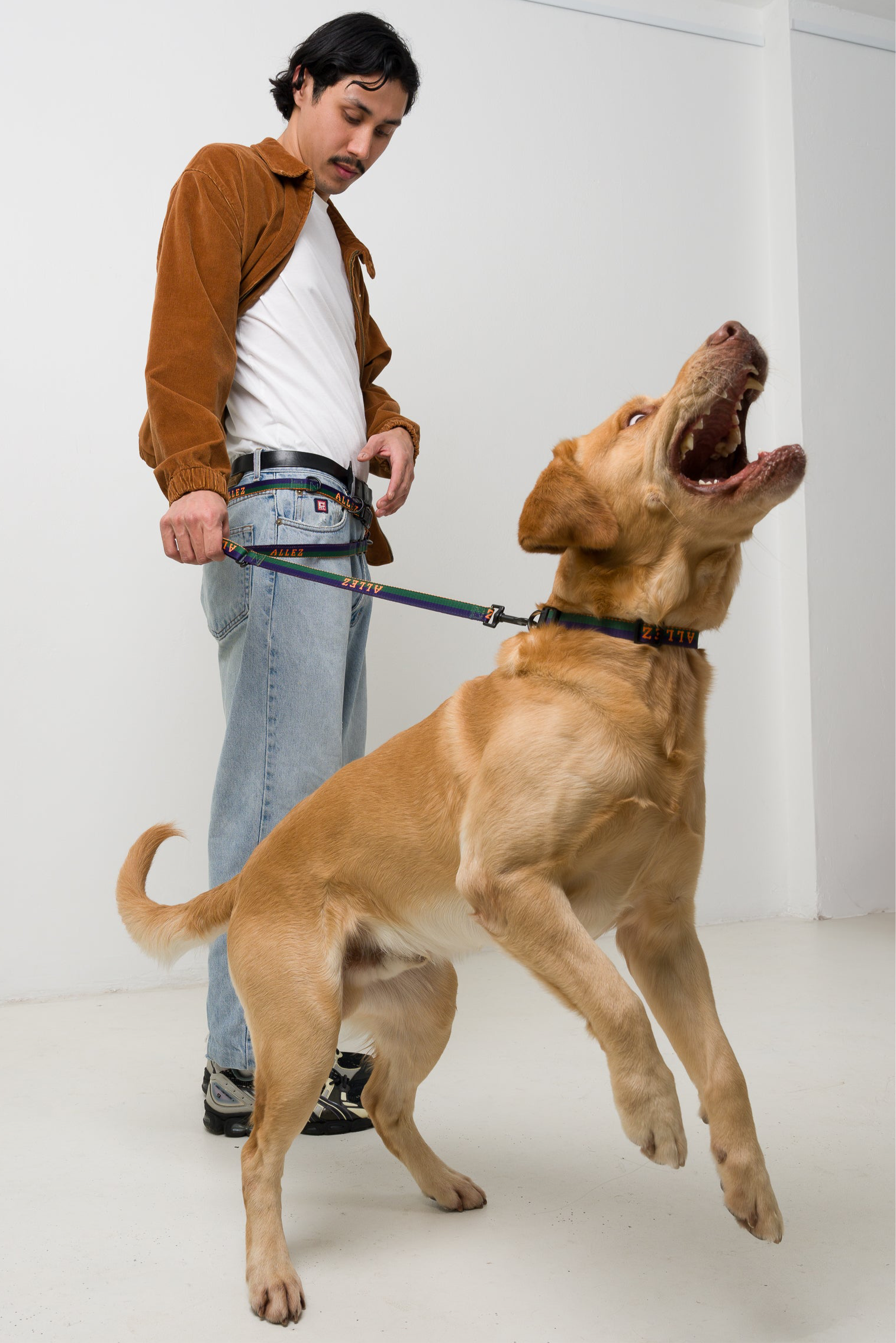 Man standing with a large dog on a white background with the Allez slim profile sport belt in green, blue and orange