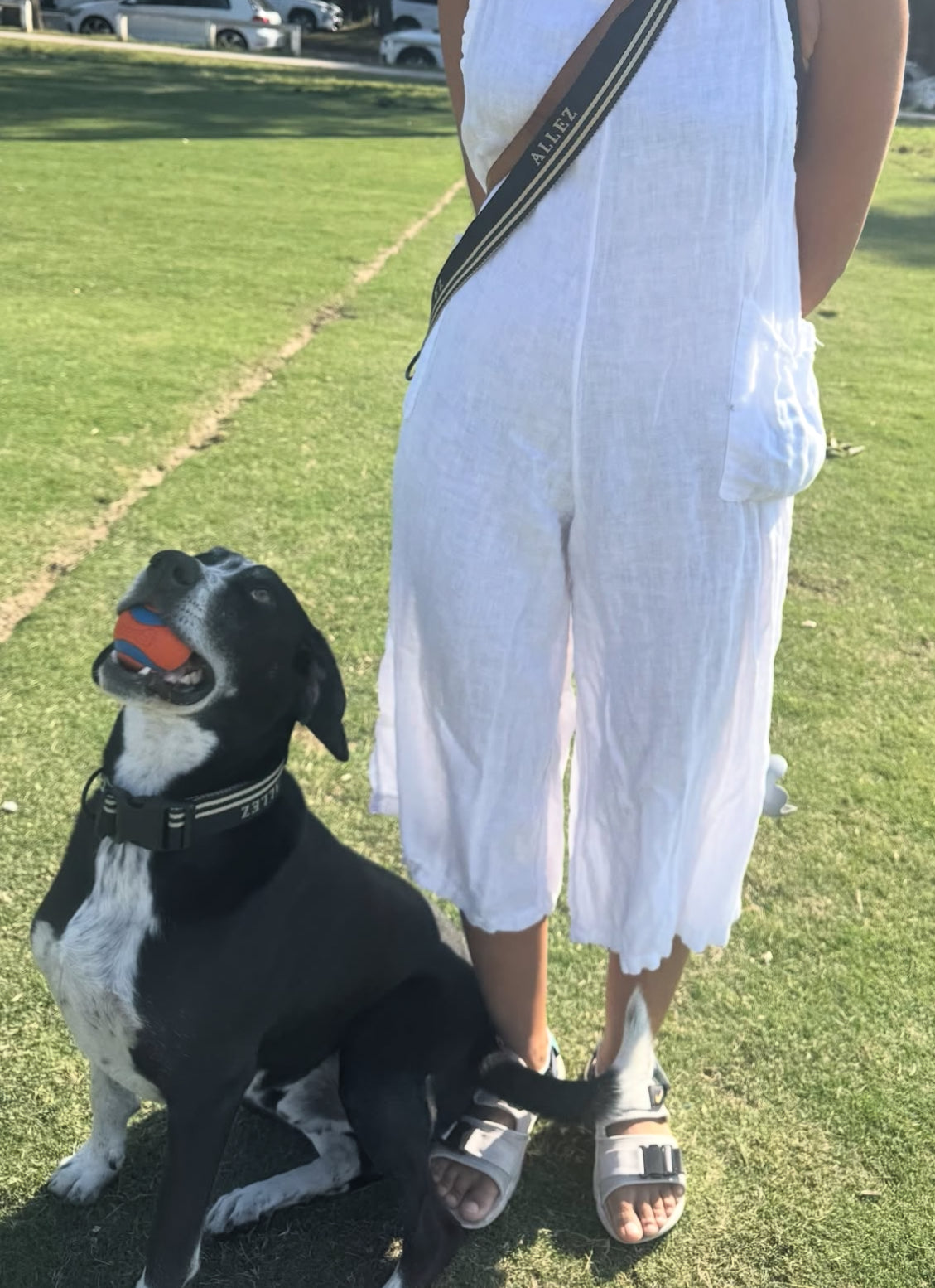 Heavy-Duty Dog Collar with 2 D-Rings - Adventure