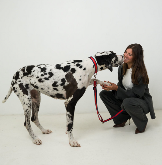 Best Dog Lead System for Everyday Walks (2026 Guide)