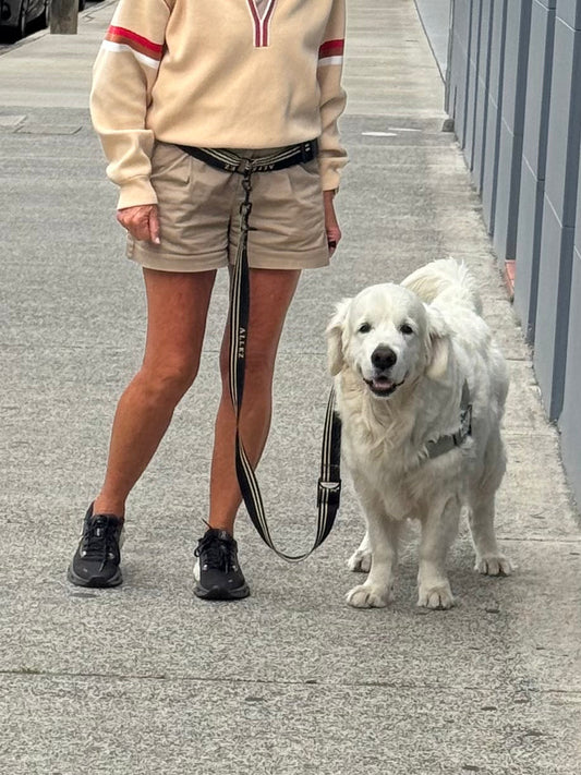 Person wearing the Allez adventure hands free dog belt and lead in black and white with a white golden retriever.