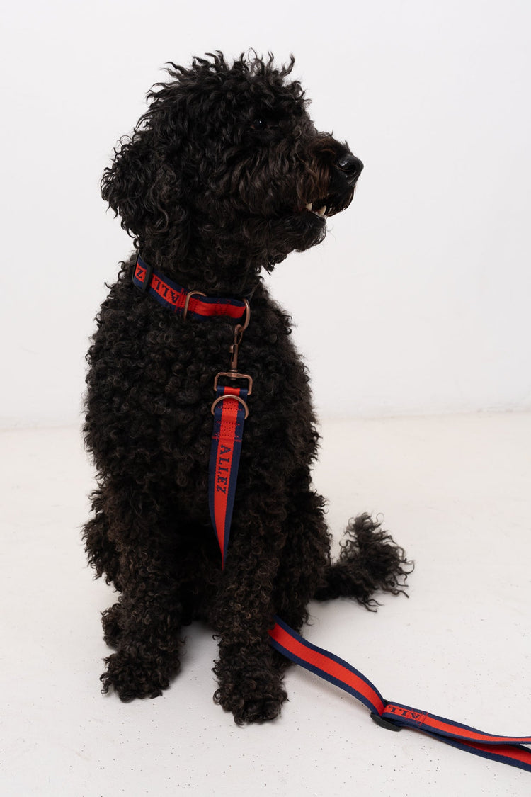 Premium Dog Collars with 2 D-Rings - All Styles