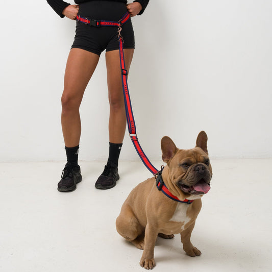 Everyday Hands-Free Dog Walking Bundle | Belt, Lead & Collar - LIBERTE