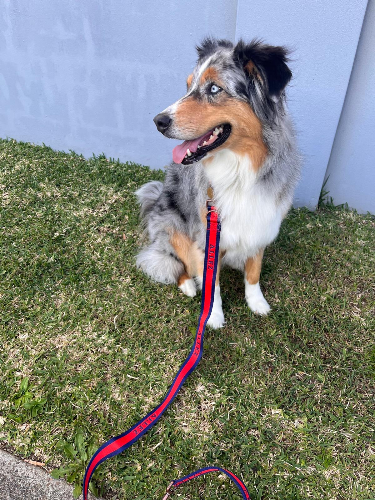 Dog on an Allez leash sitting on grass with a light blue wall in the background
