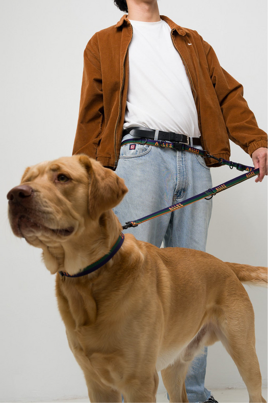 SPORT S1 Collar (Coming Soon)