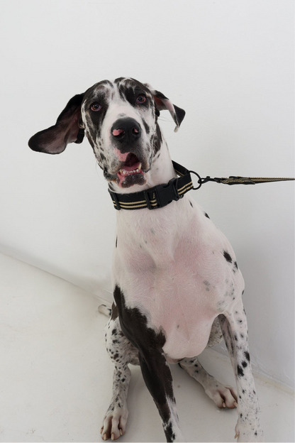 ADVENTURE S1 Collar