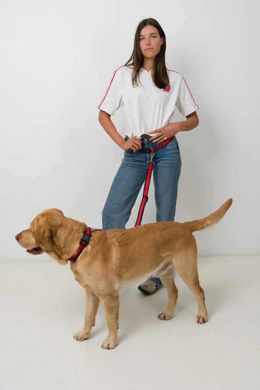 red and blue lead, bronze hardware leash, Allez Australia dog walking belt and dog lead set