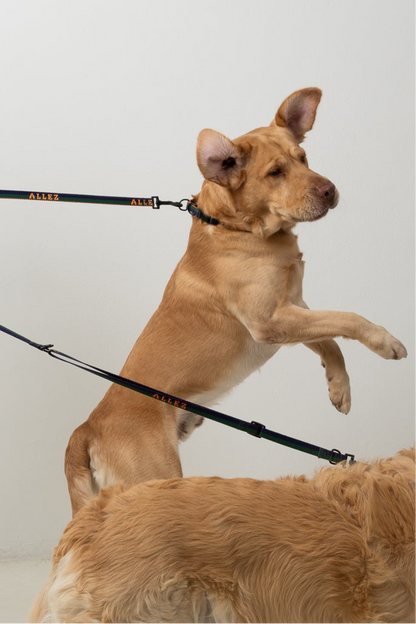 SPORT Multi-Function Leash