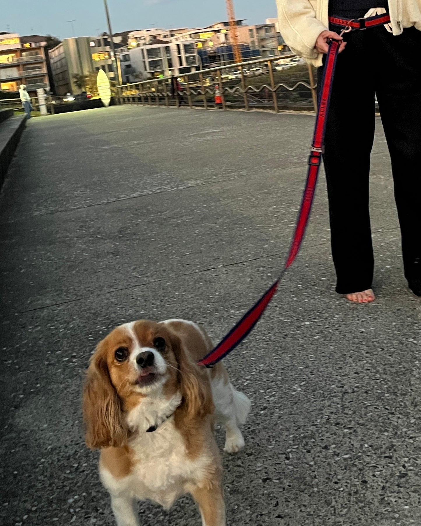 Premium Dog Collar with 2 D-Rings - Liberté