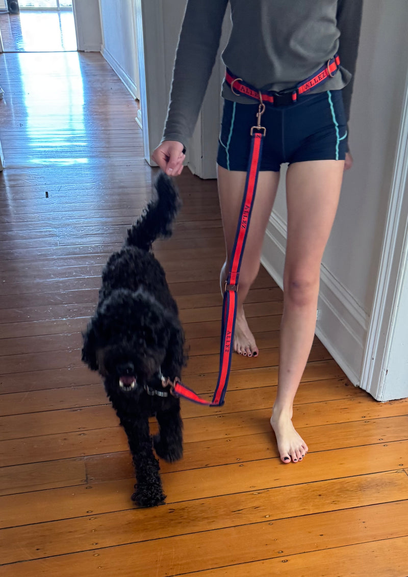 Person holding a black dog with a hands free dog walking belt and lead in red and navy blue on a wooden floor