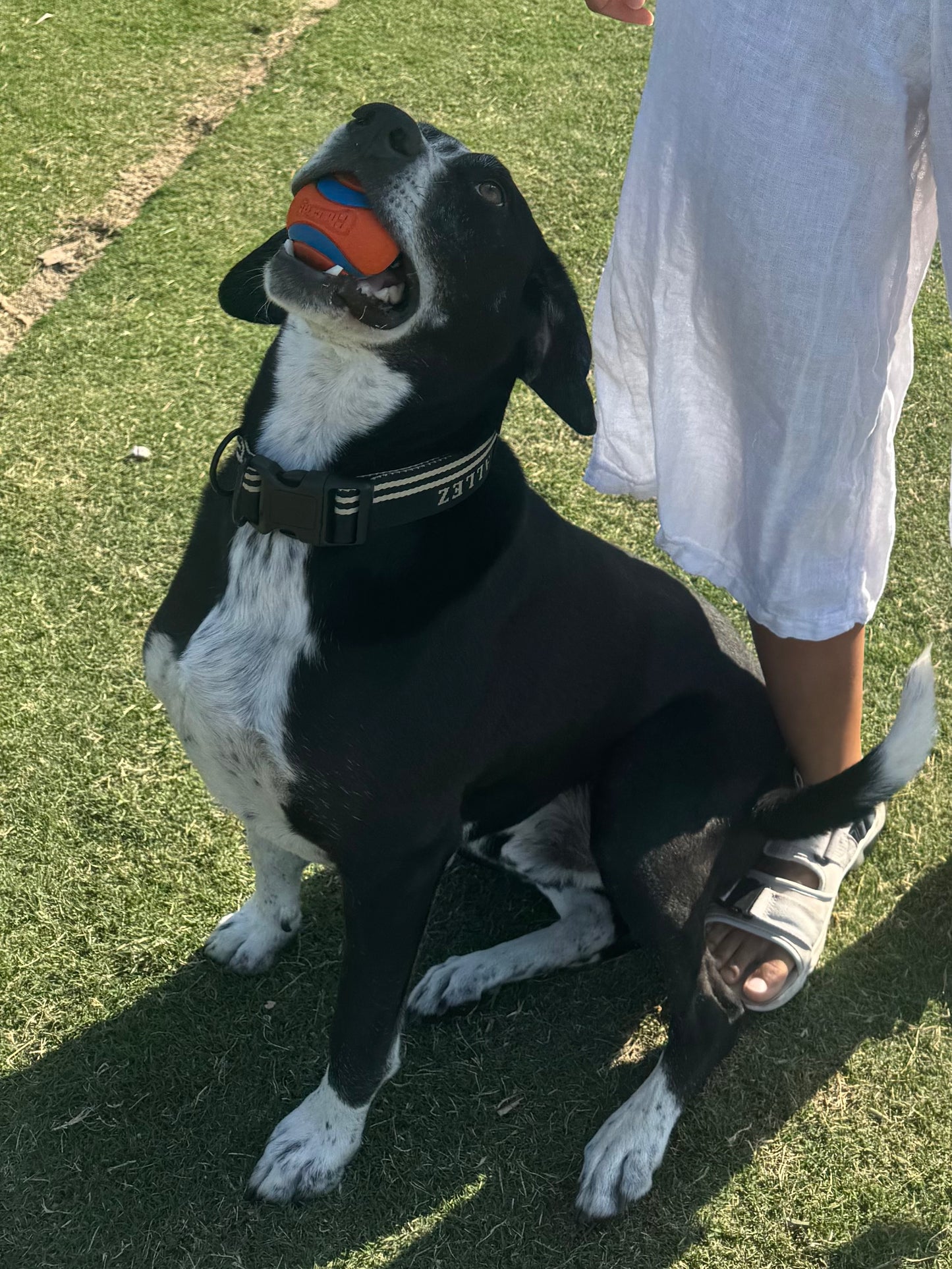 Heavy-Duty Multi-Function Dog Lead - Adventure