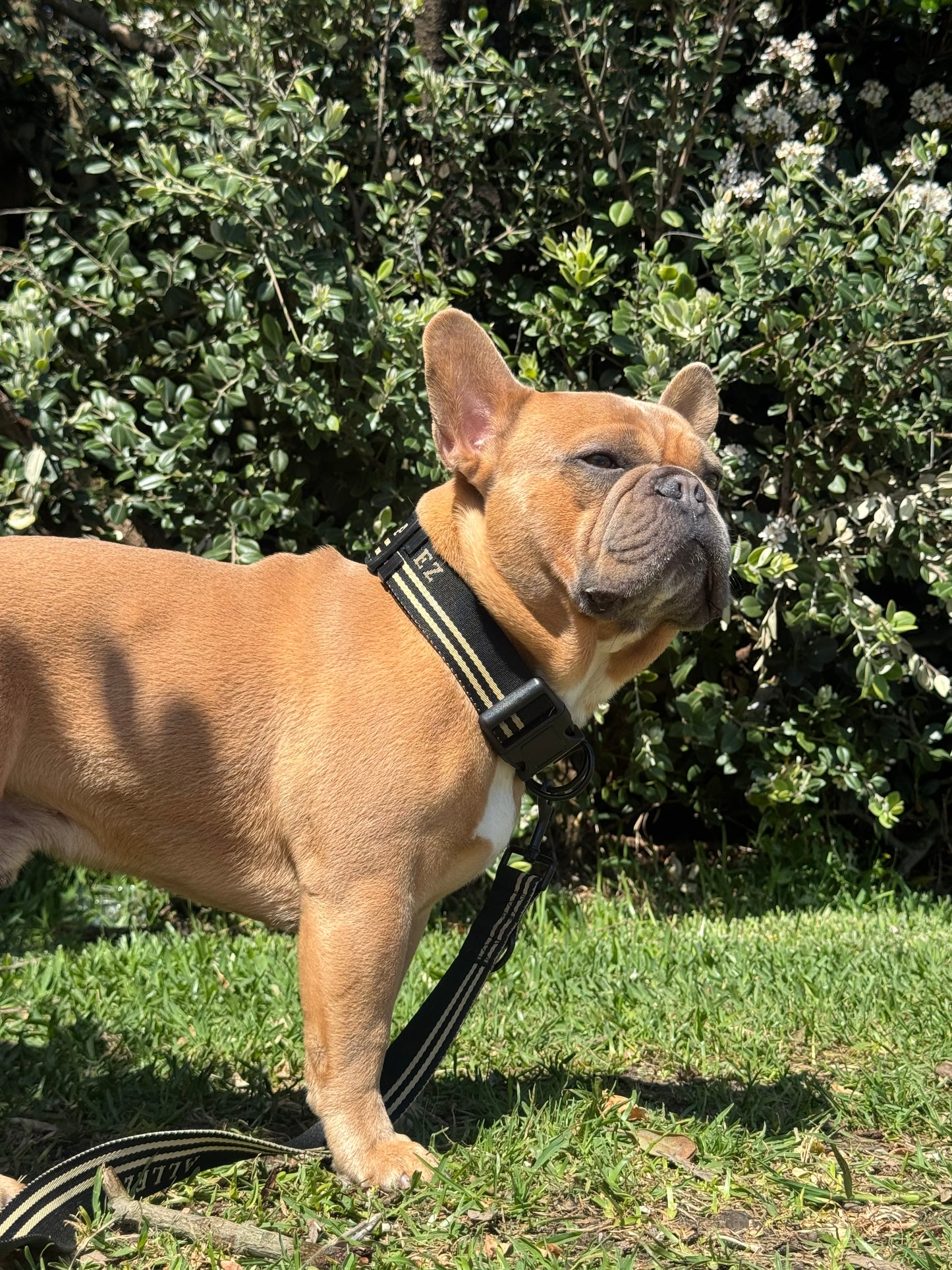 Heavy-Duty Multi-Function Dog Lead - Adventure