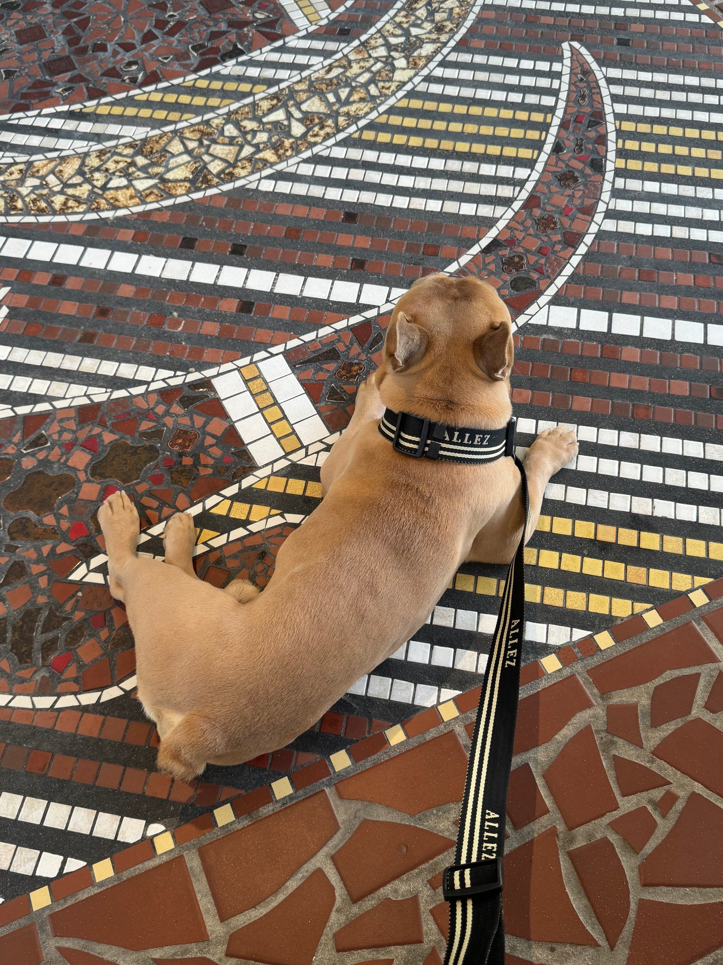 Hands-Free dog walking bundle | Belt, Lead & Collar - Adventure