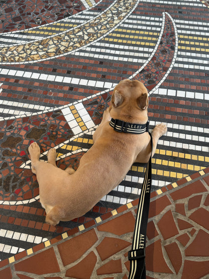 Hands-Free dog walking bundle | Belt, Lead & Collar - Adventure