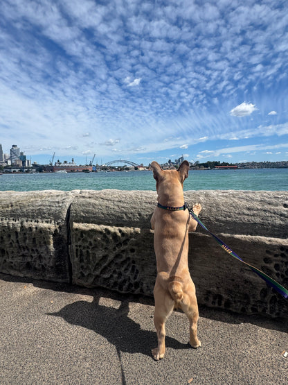 Lightweight dog collar with 2 D-Rings- SPORT