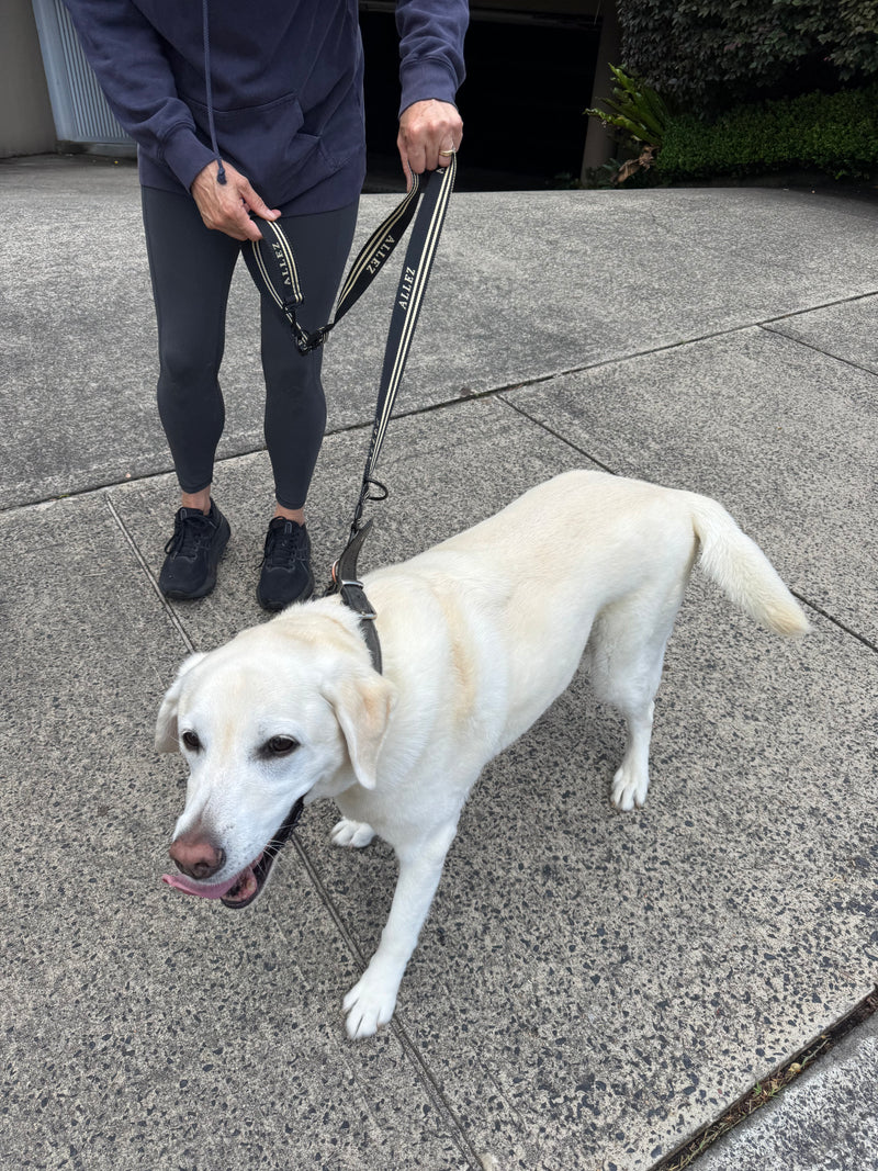 Person walking a white dog on a black and white leash on a sidewalk