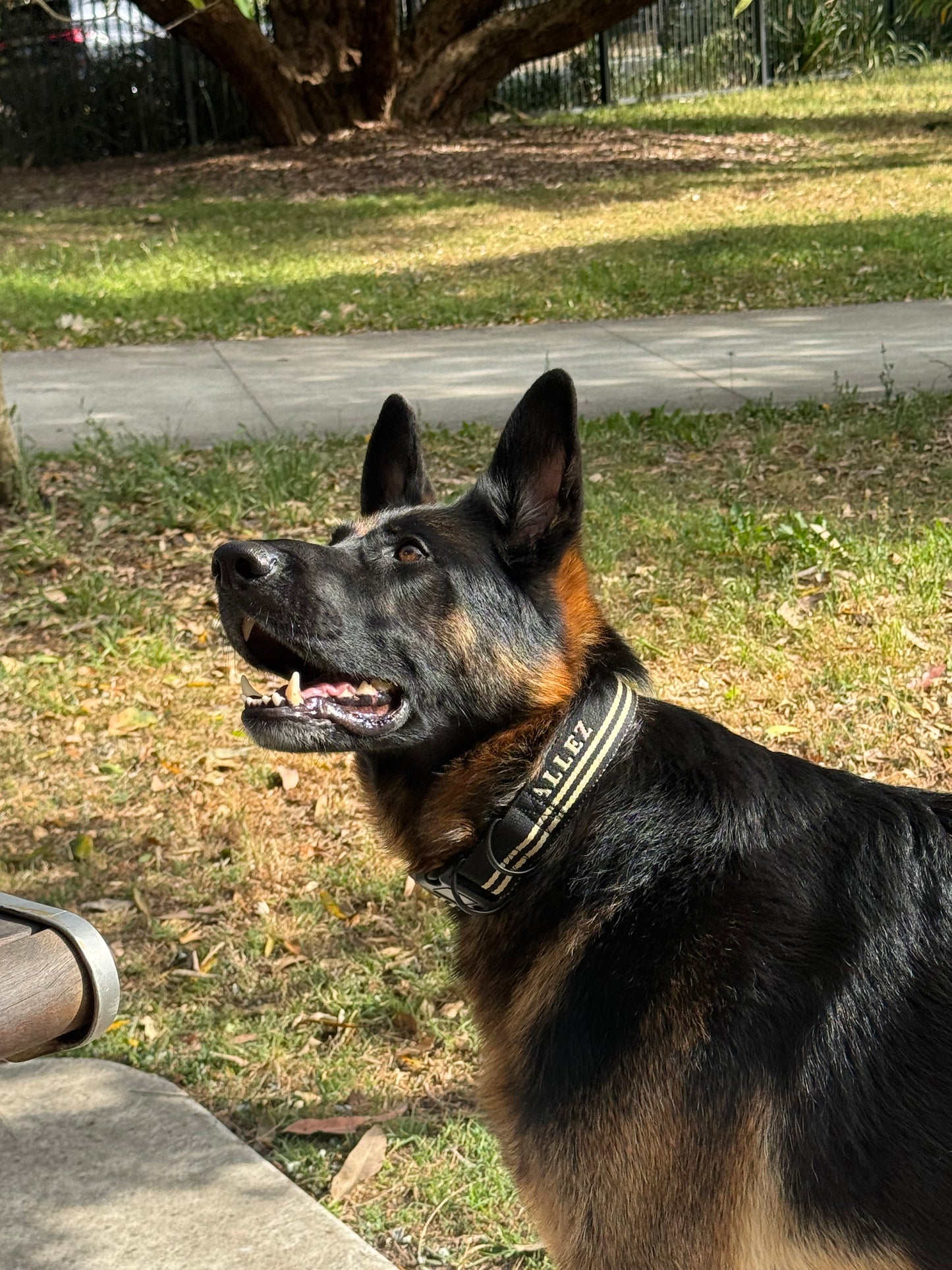 Heavy-Duty Dog Collar with 2 D-Rings - Adventure