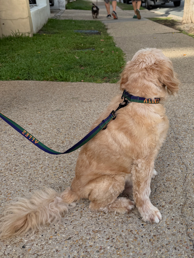 Dog on a lead with Allez branding sitting on a sidewalk with grass and a house in the background