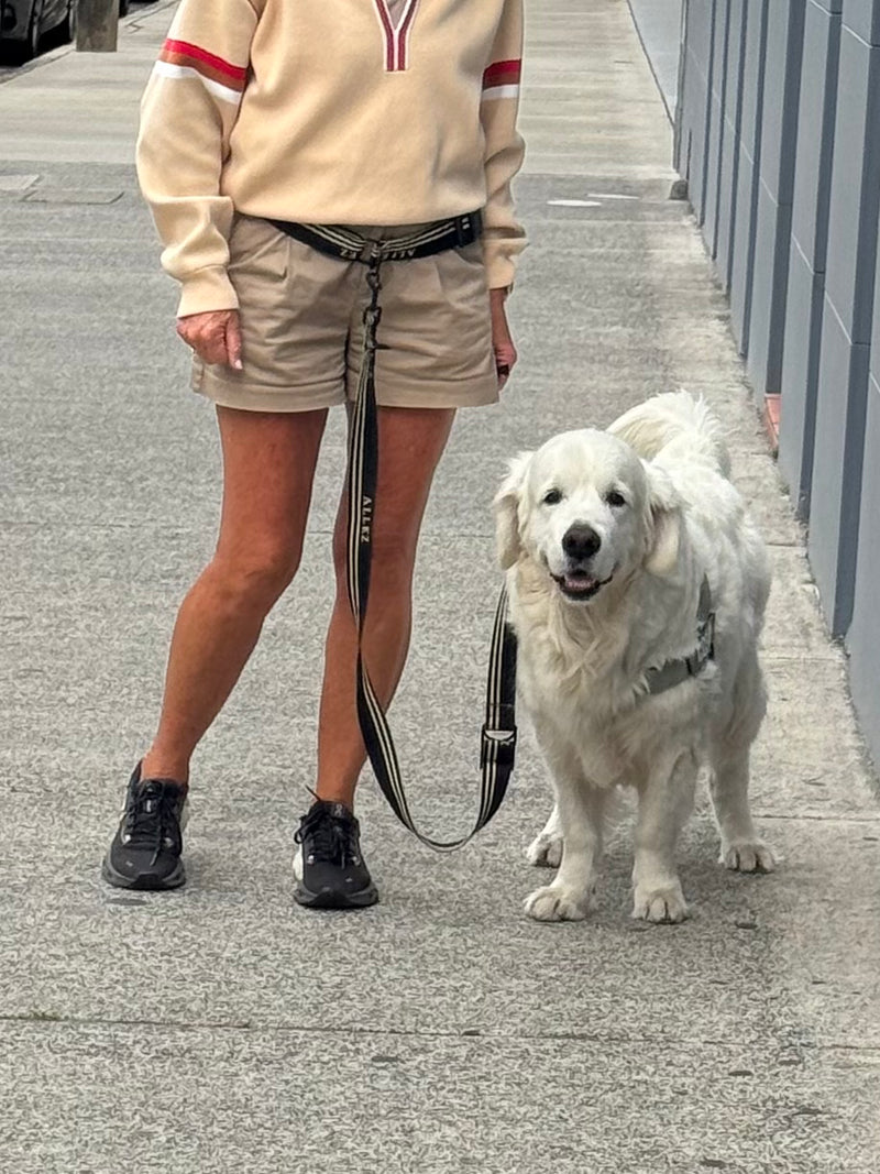 Person standing on a sidewalk with a white dog on a black and white hands free leash with "Allez" branding