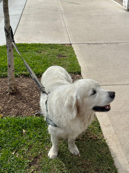 White dog on an Allez multi function lead tethered to a tree on grass next to a sidewalk