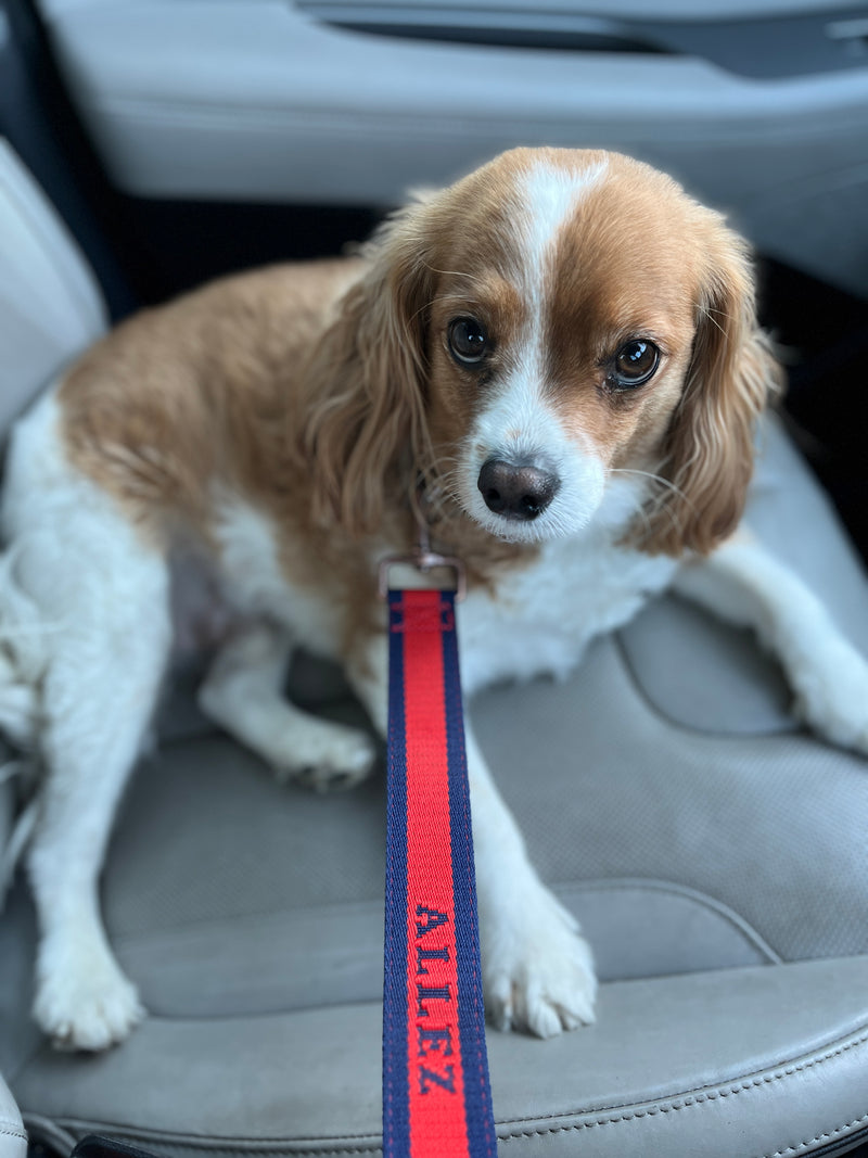 Small brown and white dog sitting on a car seat with a red and blue lead with "Allez" branding.