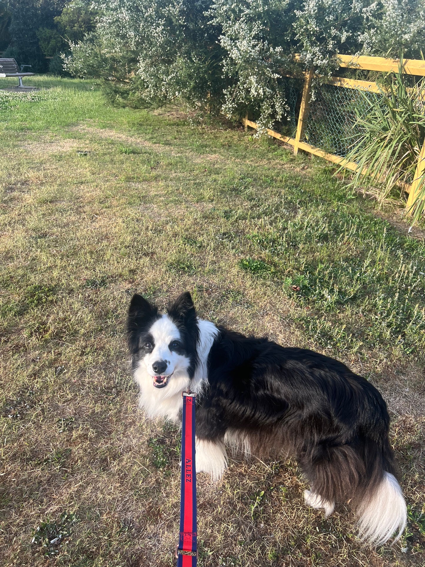 Premium Dog Collar with 2 D-Rings - Liberté