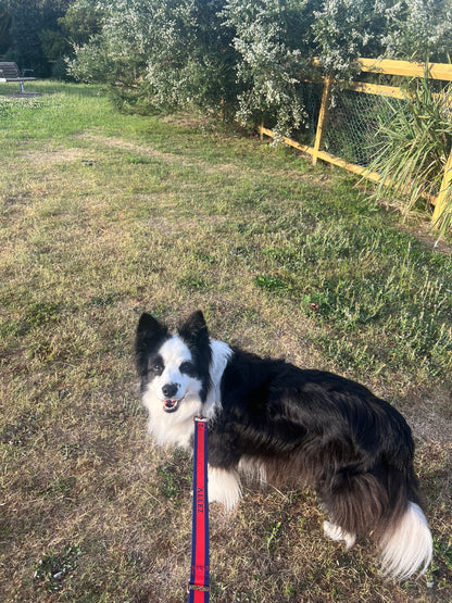 Premium Dog Collar with 2 D-Rings - Liberté