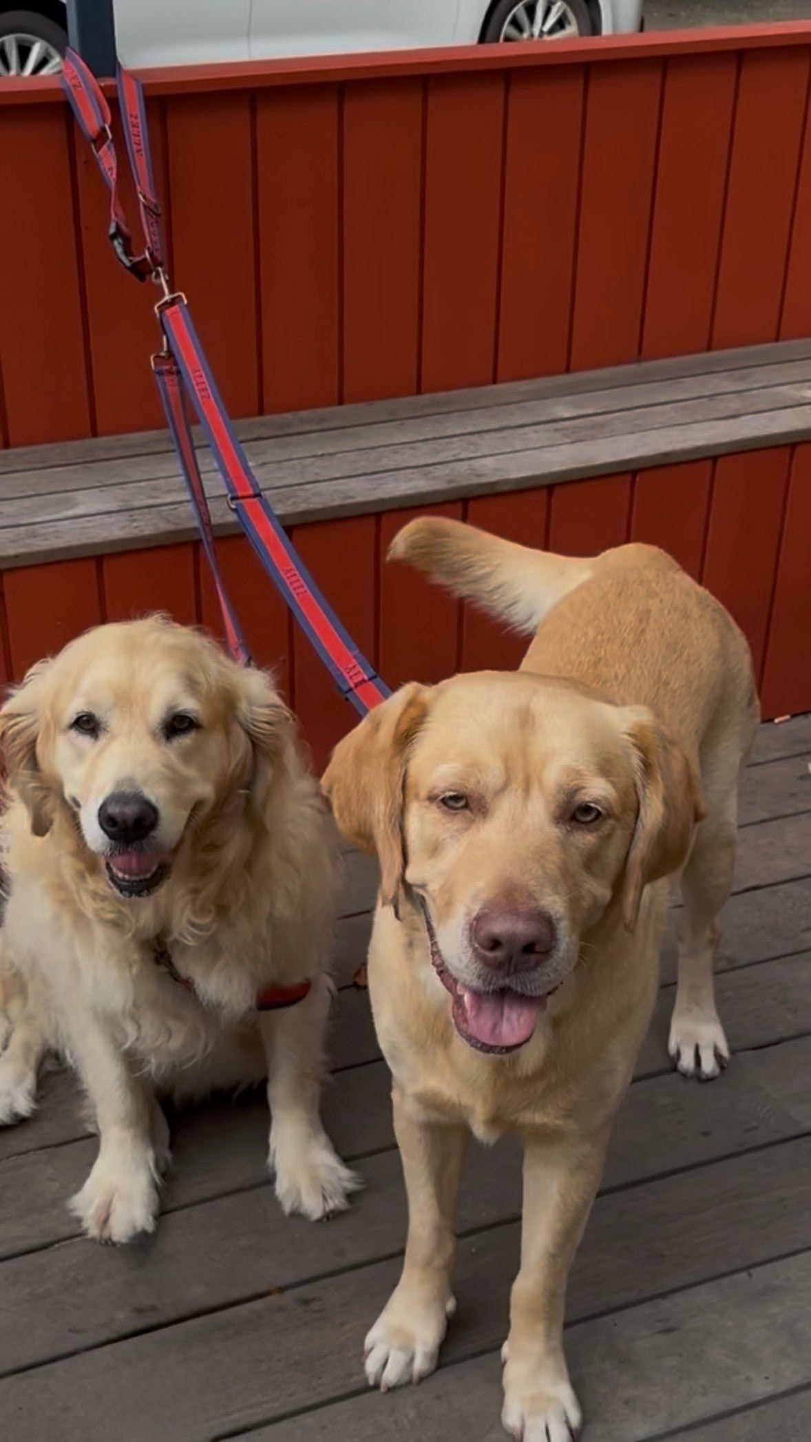 Two dogs tethered to a multi functional allez lead standing on a wooden deck with a red wooden fence in the background.