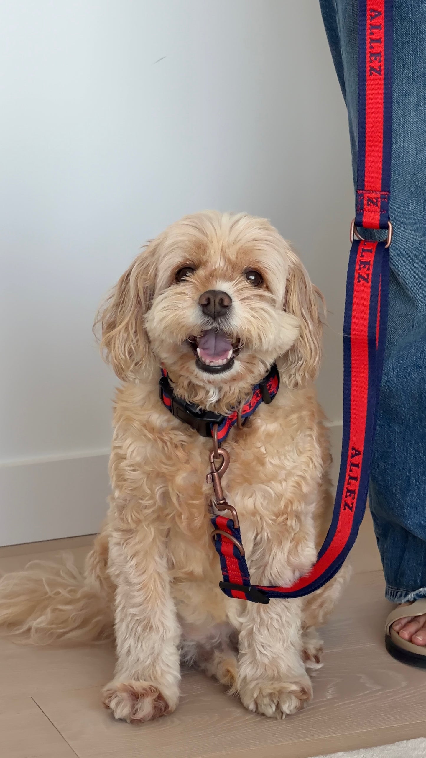 Premium Dog Collar with 2 D-Rings - Liberté