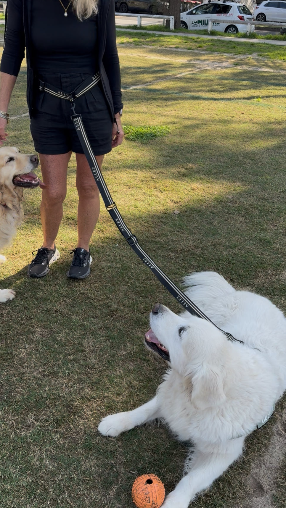 Heavy-duty Hands Free Dog Walking Belt - Adventure