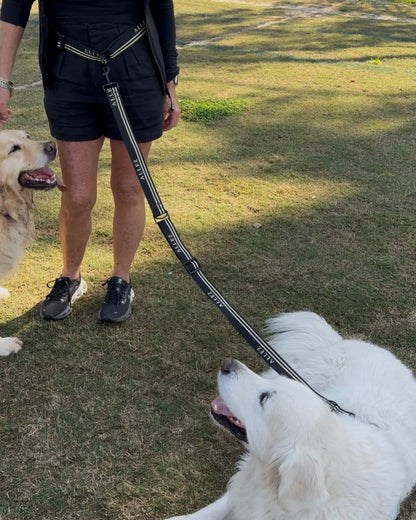 Hands-Free dog walking bundle | Belt, Lead & Collar - Adventure